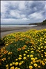 Beach flowers